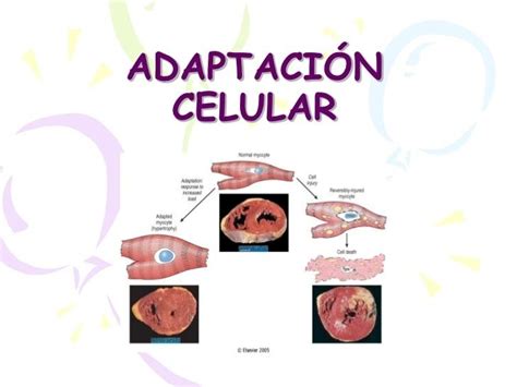Mecanismos de adaptación celular Mind Map