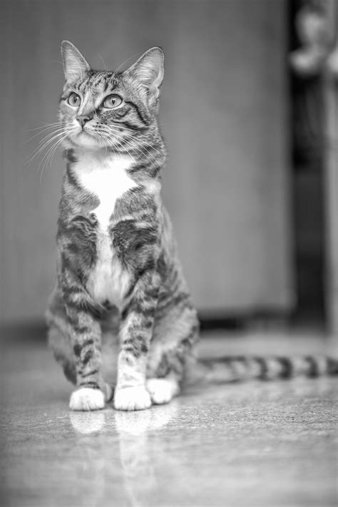 Gato Mascota Felino Foto Gratis En Pixabay Pixabay