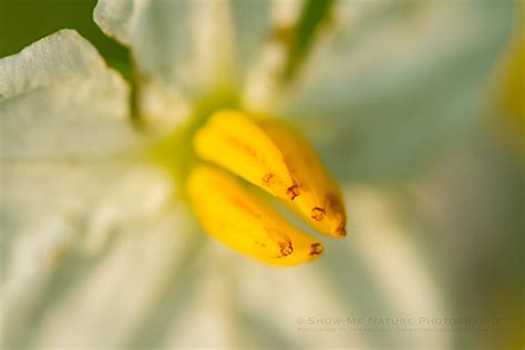 Horse Nettle Show Me Nature Photography