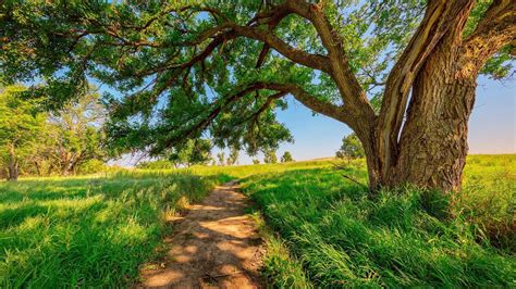 Sunny Day Meadow Field Sky 1080p Countryside Landscape Sunshine Path Grass Rural Area