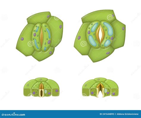 Stoma Open And Closed Structure Of Stomatal Complex Vector