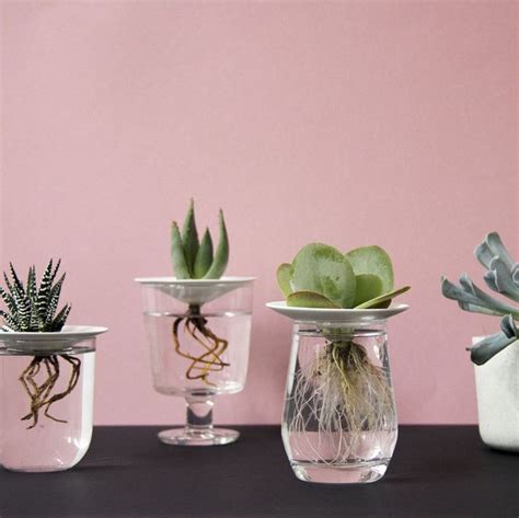 Four Glass Vases With Plants In Them Sitting On A Table Next To A Pink Wall