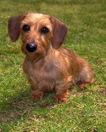 Dachshund breed dapple dachshund dachshund art. Miniature Dachshund Wire-haired Breed Information: History, Health, Pictures, and more