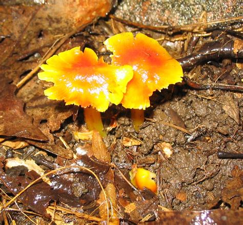 Bright Yellow Mushroom All Mushroom Info