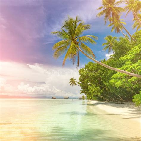 Idillyc Background Of Tropical Island Beach Calm Ocean Palm Trees