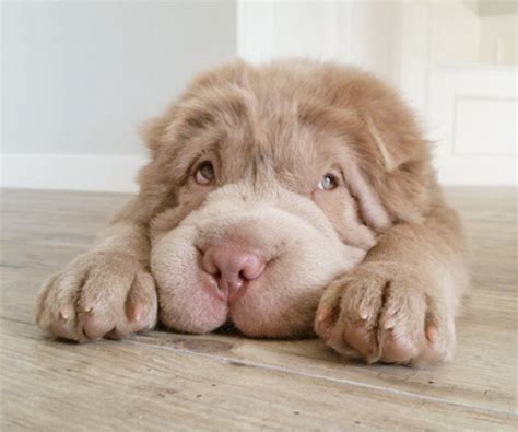 Males are generally bigger with more of a square body shape than females. Chow Pei (Shar Pei Chow Chow Mix) Info, Temperament, Puppies, Pictures