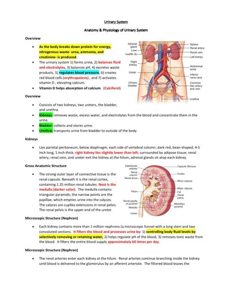 Urinary System Study Guide