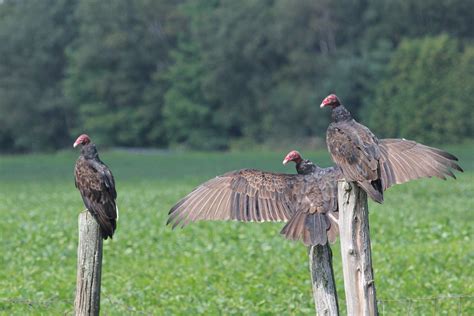 Turkey Vultures Sue Wurtele Flickr