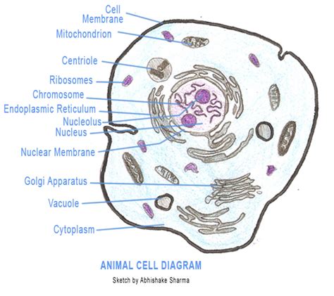 Acts as the control centre of the cell. Le Awesome Study Blog