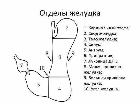 Диета при исследовании жкт