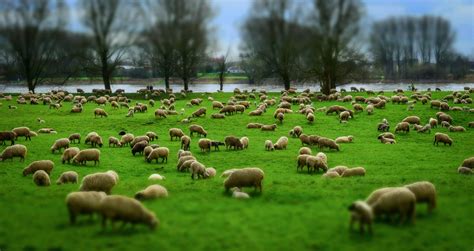 图片素材 领域 农场 草地 野生动物 放牧 牧场 农业 羊毛 动物群 羊肉 羊群 草原 栖息地 羔羊 帽子