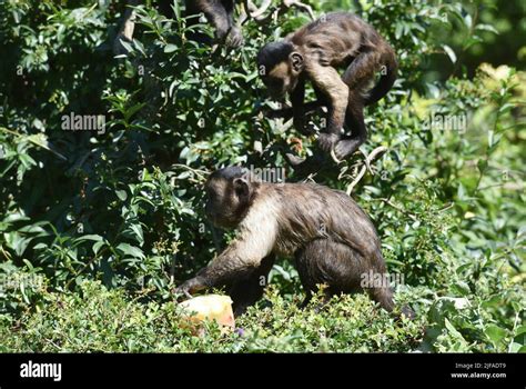 Capuchin Monkeys Enjoy Icy Treats Which They Got Due To The High