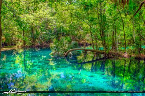 Six rustic cabins are also available for rent. Silver Springs State Park Palm Tree on River | Royal Stock ...