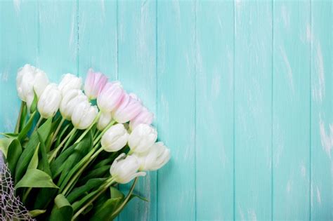 Premium Photo Pink And White Very Tender Tulips On White Gray Wooden