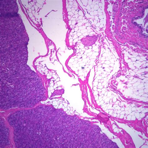Mammal Parotid Gland Sec 7 µm Hande Microscope Slide Carolina