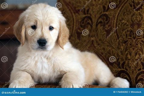 Shallow Focus Shot Of A Cute Golden Retriever Puppy Resting On The