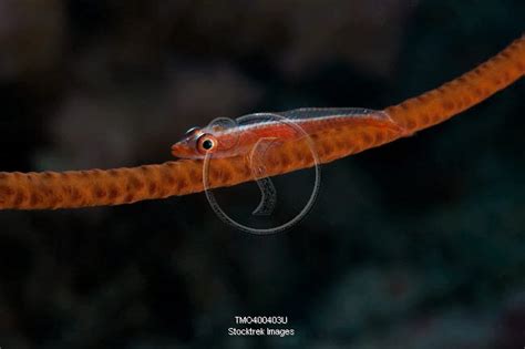 Whip Coral Goby Fiji Stocktrek Images