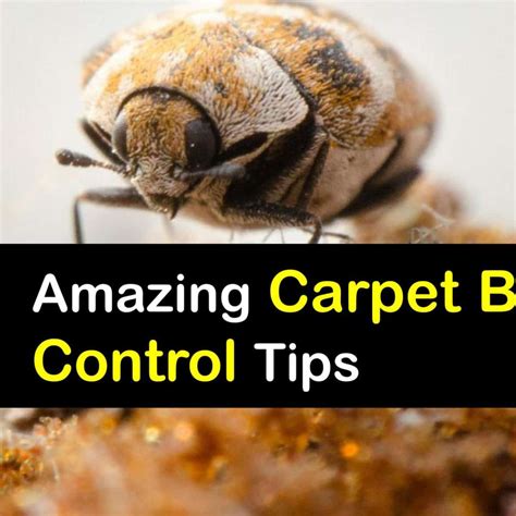 What Does A Carpet Beetle Look Like