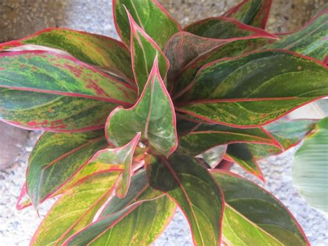 Also, they take lesser place than the huge trees with red leaves. The leaves of the Chinese Evergreen are broad and full with a deep green color. Some of the ...