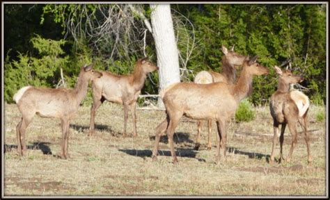 Create a simple apache camel route from one queue to another queue, using spring, activemq, eclipse, maven, and tomcat. My day is complete! | rvsue and her canine crew