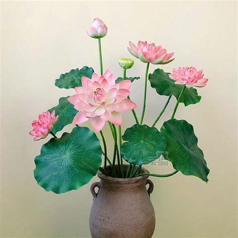 … the container should be 12 inches in diameter and 8. Real Lotus Flower Seeds Bonsai Set (5 Lotus Seeds Per Set ...