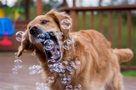 Golden Retriever Trying To Catch Bubbles Hd Wallpaper