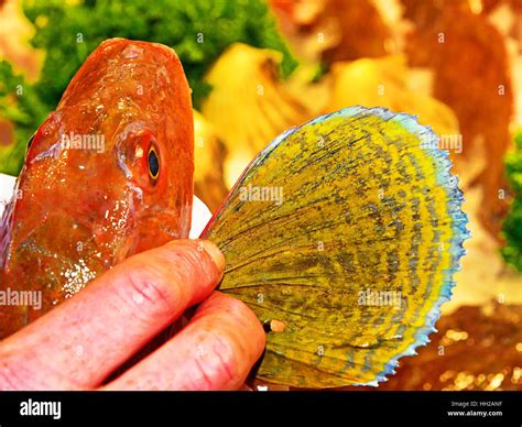 Gurnard Fish Showing Large Ventral Hi Res Stock Photography And Images