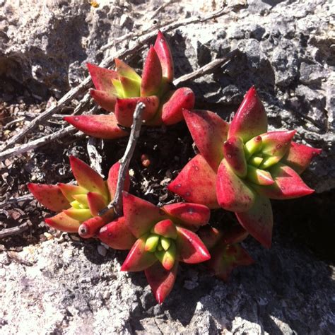 Your white cactus flower stock images are ready. California Native Plants Archives - Cactus Jungle