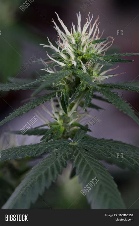 Close Macro Cannabis Image And Photo Free Trial Bigstock
