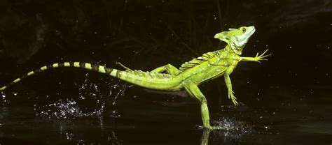 Welcome The Basilisk Aka The Jesus Lizard Critter Science