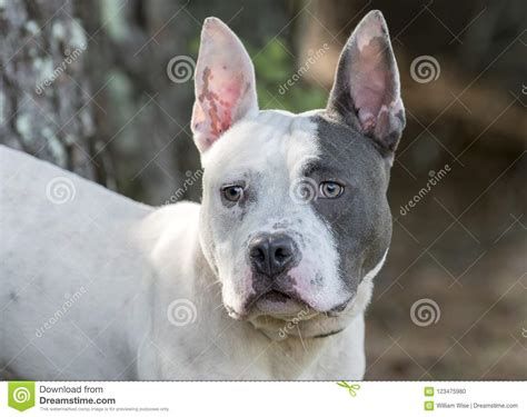 Bully pit puppies cost around $250 to $2,000. Pitbull Terrier And French Bulldog Mixed Breed Dog Stock ...