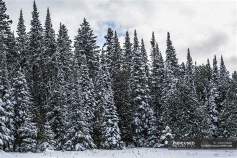 Snow Covered Coniferous Trees Foster Quebec Canada — View Outdoors