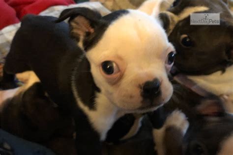 Boston terrier puppies for sale and dogs for adoption in illinois, il. Joey: Boston Terrier puppy for sale near Chicago, Illinois. | 5dfd28ec-bed1