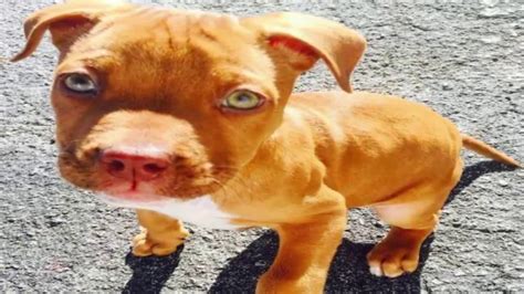 7 Important Facts About Red Nose Pit Bull Dog Breed Youtube