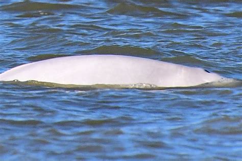 Benny The Beluga Latest Whale Still Thought To Be Living In Thames Expert Says London