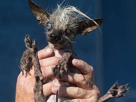 Worlds Ugliest Dog Contest Meet 7 Creepy Hideous Looking Canines