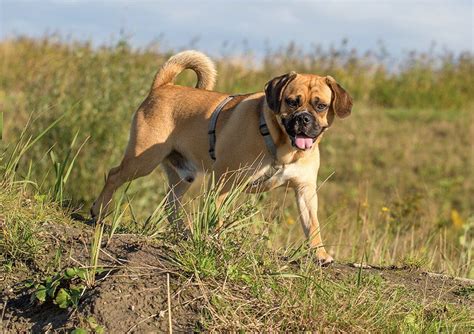 Puggle Dog Breed Information Pictures Characteristics And Facts