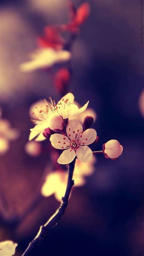 Close Up Photo Of Cherry Blossoms For Smartphones