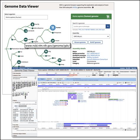 Ncbi Insights Ncbis Genome Data Viewer Gdv To Replace Map Viewer