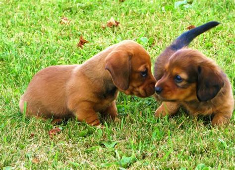 Playful Dachshund Puppies Photograph By Victoria Sheldon