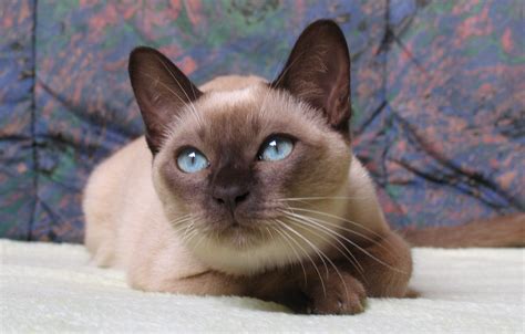 Veterinarian pete wedderburn, dvm explains its symptoms and treatment. Tonkinese chocolate - 15 free HQ online Puzzle Games on ...