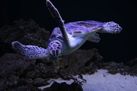 Sea Turtles Turtle Free Photo On Pixabay