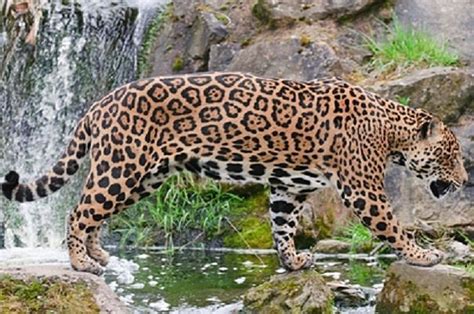 Jaguar Facts Сarloss Blog