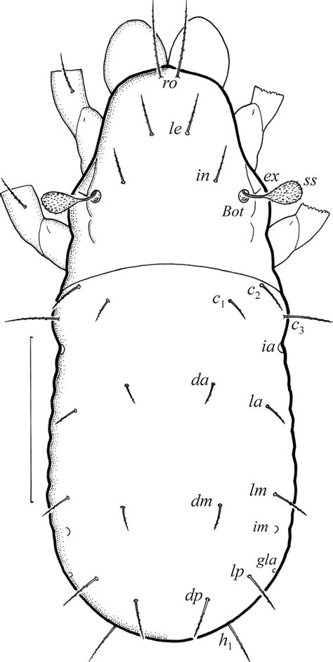 Oribatula Propinqua Larva Legs Partially Illustrated Scale Bar 50 µm
