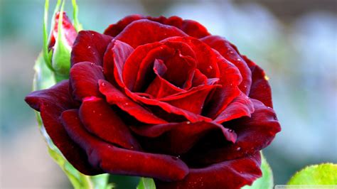 Awesome 1080p Ultra Hd 1080p Red Rose Hd Wallpaper Images