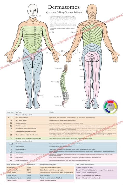 Dermatome Myotomes And Dtr Poster X Spinal Nerv Vrogue Co