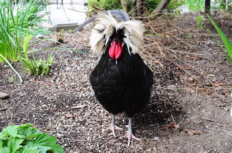 Polish Chickens The Ultimate Breed Guide Know Your Chickens