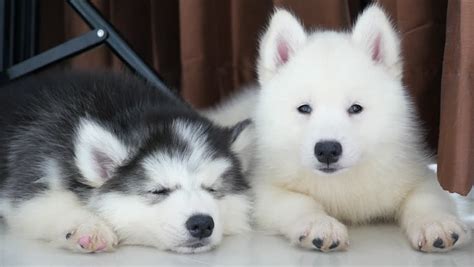 If you're in search of the best husky dog wallpaper, you've come to the right place. Two Siberian Husky Puppies Resting Stock Footage Video (100% Royalty-free) 17254963 | Shutterstock