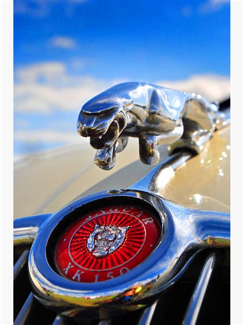 Jaguar Leaper Leaping Cat Sticker For Sale By Andyevansphotos Redbubble