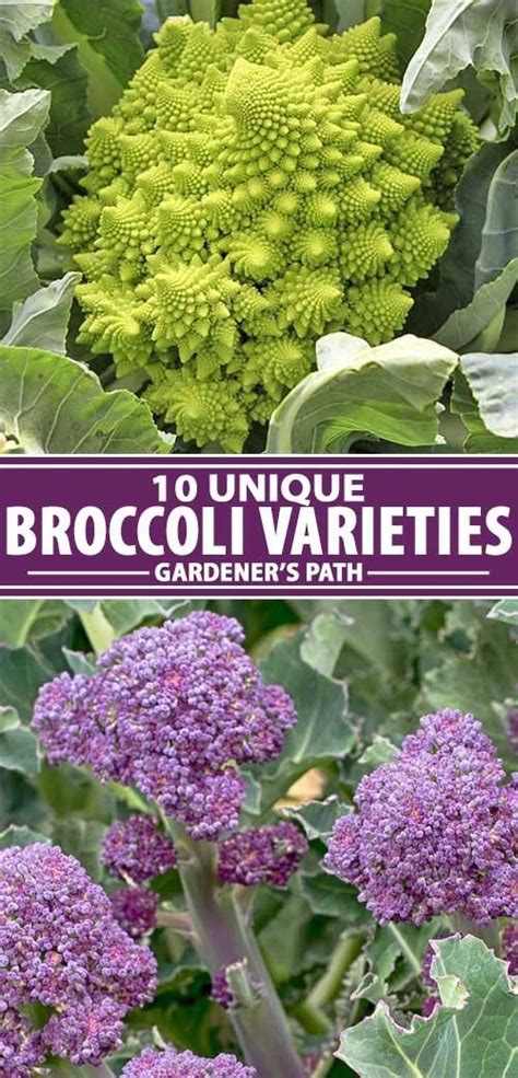 The 10 Best Broccoli Varieties To Grow At Home Growing